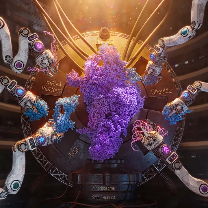 Assembly of the Mitoribosome