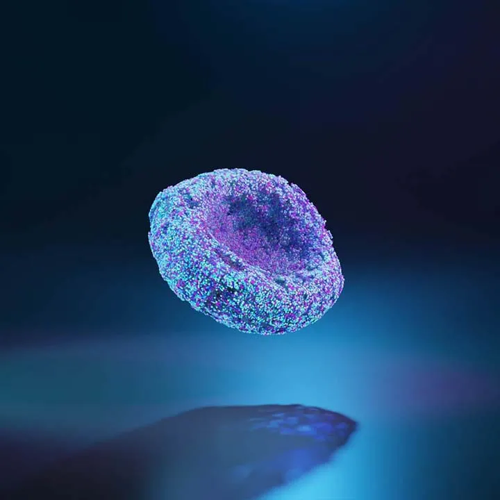 Pluripotent cell morphing into a red blood cell