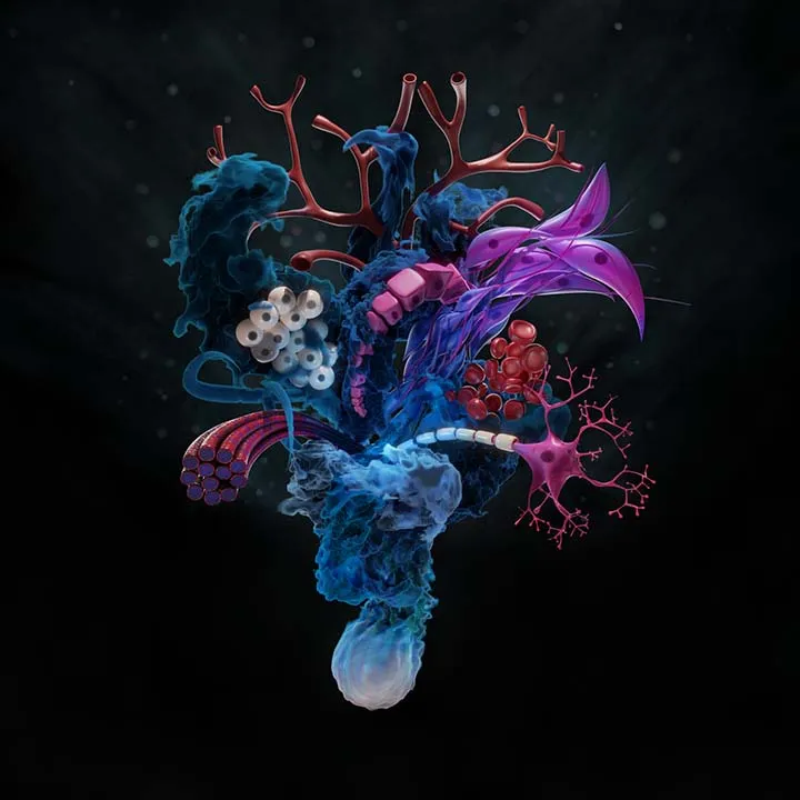 Stem cell differentiation thumbnail